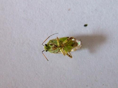 Réf. 263 511 : Lygus sp.